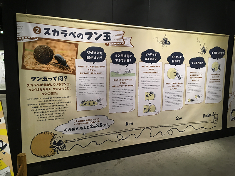 ファーブルに学ぶ！体感する昆虫展