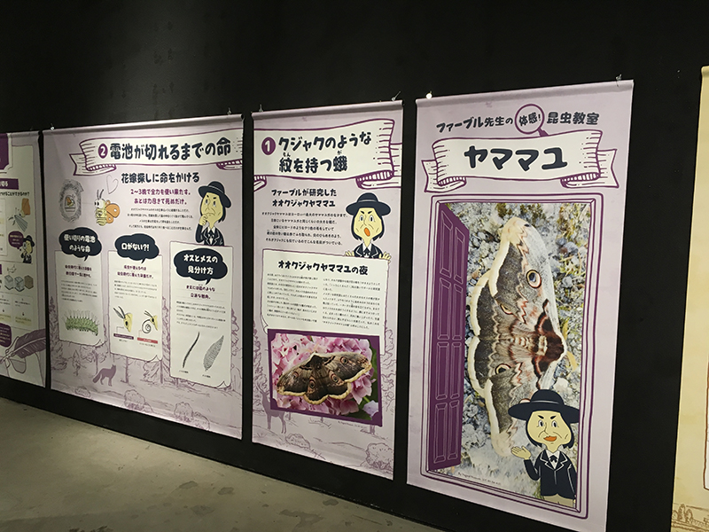 ファーブルに学ぶ！体感する昆虫展